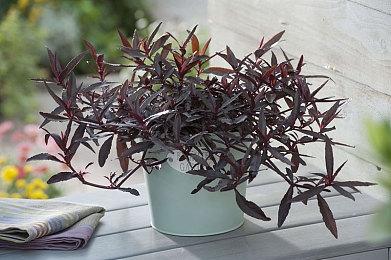 《毁灭全人类2：重新探测》合作模式预告 可本地双屏